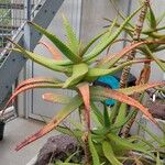 Aloe divaricata Hoja