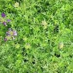 Verbena tenera Habitus