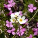 Androsace chamaejasme Flower