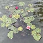 Nymphaea candida Хабит