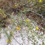 Chamaecrista desvauxii Fuelha