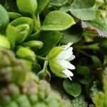 Stellaria media Blomst