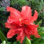 Hippeastrum puniceum 花