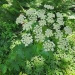 Heracleum maximum Fleur