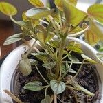 Peperomia albovittata Ліст