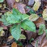 Carpinus betulus Leaf