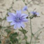 Cichorium pumilumΛουλούδι