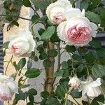 Rosa abietina Цвят