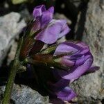 Oxytropis lapponica फूल