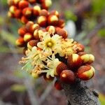 Pycnandra lissophylla Blüte