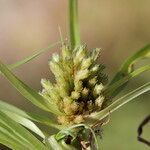 Cyperus michelianus Habit