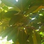 Corynocarpus laevigatus Folha
