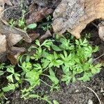 Lepidium sativum Blatt