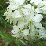 Filipendula vulgaris 花