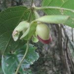 Mendoncia brenesii Fruitua