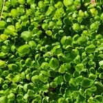 Dichondra repens Hoja