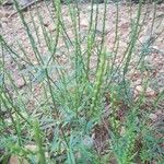 Crucianella latifolia Blad