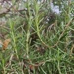 Salvia jordanii Ліст