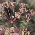 Peucedanum oreoselinum Fruit