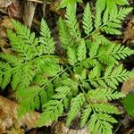 Botrychium virginianum Leaf