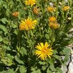 Doronicum grandiflorum Habitus