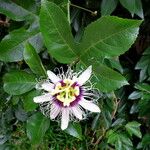 Passiflora edulis Lorea