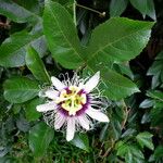 Passiflora edulis 花