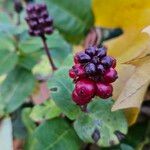 Lonicera periclymenum Fruit