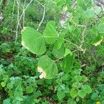 Erythrina velutina Leaf
