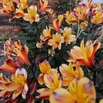 Alstroemeria ligtu Habit