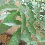 Newbouldia laevis 葉