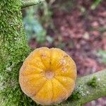 Citrus trifoliata Fruit