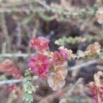 Caroxylon vermiculatum Flower