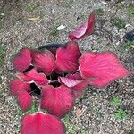 Caladium bicolorFiore