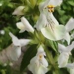 Stachys spinulosa Floare