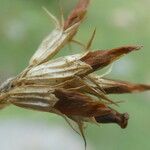 Trifolium thalii ফল