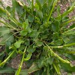 Rumex thyrsiflorus Leaf