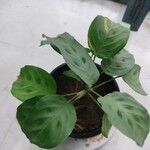 Maranta leuconeuraഇല