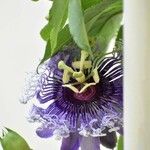 Passiflora cincinnata Cvet