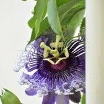 Passiflora cincinnata Цветок