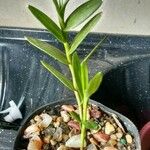 Epidendrum ibaguense Levél