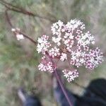 Seseli annuum Blüte