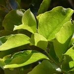 Homalium integrifolium Leaf