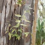 Eucalyptus cladocalyx Leaf