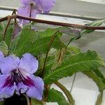 Streptocarpus primulifolius Hoja