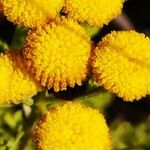Tanacetum siculum 花