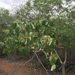 Ficus abutilifolia Habit