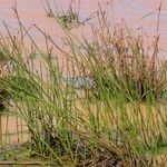 Eleocharis erythropoda Hábito