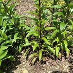 Digitalis lanata Blad