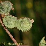 Hedysarum glomeratum Fruit